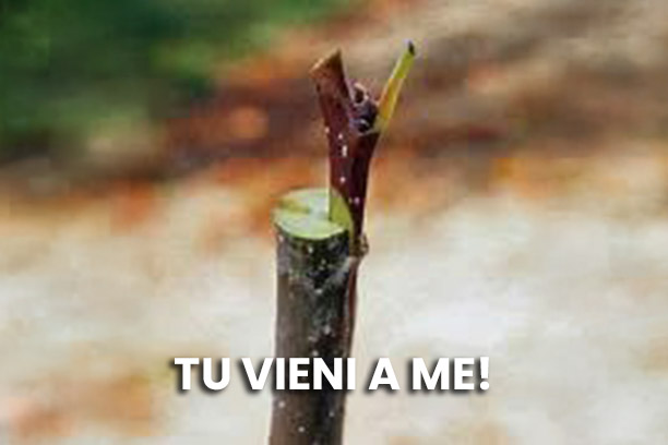 La parola si fa carne <br>Domenica 11 gennaio 2026